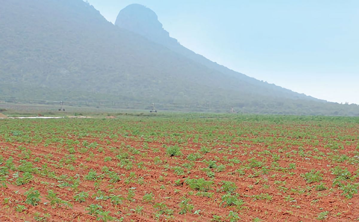 At AL 3 Boerdery in Dendron, Limpopo, potassium sulphate and MAP are applied to the soil when the potatoes are planted (courtesy: Lindi Botha)