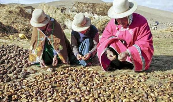 Bolivia gasta US$18 millones en programa para cosechar papa todo el año