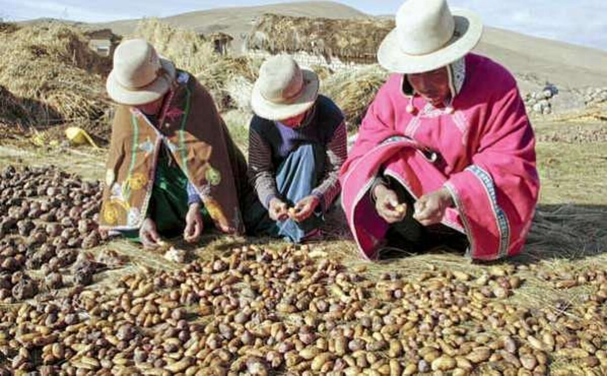 Bolivia gasta US$18 millones en programa para cosechar papas todo el año