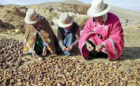Bolivia gasta US$18 millones en programa para cosechar papas todo el año Bolivia gasta US$18 millones en programa para cosechar papas todo el año