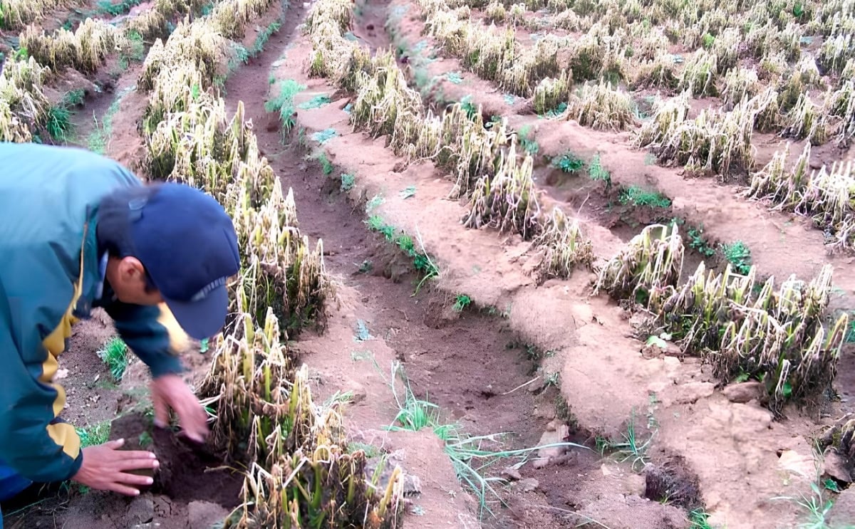 Bolivia: fuertes heladas afectan producción de papa Bolivia: fuertes heladas afectan producción de papa