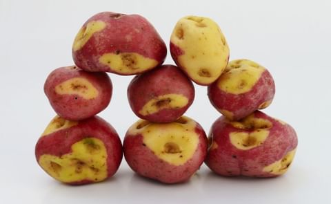 Bolivia lanza 3 variedades de papa para combatir la desnutrición Bolivia lanza 3 variedades de papa para combatir la desnutrición
