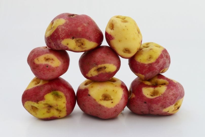 Bolivia lanza 3 variedades de papa para combatir la desnutrición