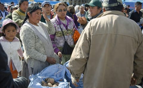 Bolivia: Para evitar especulación de papa el Gobierno organiza una feria Bolivia: Para evitar especulación de papa el Gobierno organiza una feria