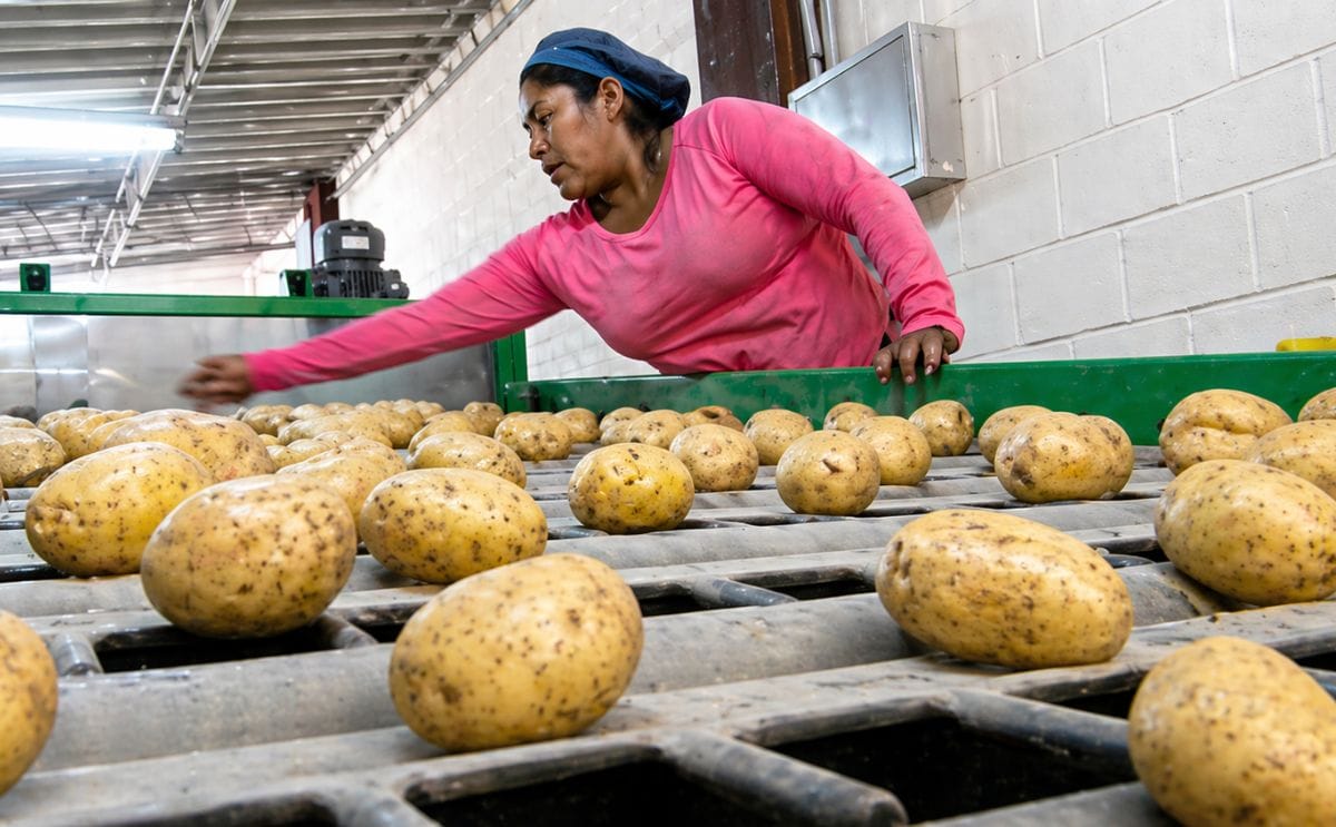 En Cochabamba se instala la procesadora de papa congelada más grande de Bolivia