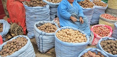  VENTA. Una comerciante ofrece una variedad de papas. - Olga Martha Montiel