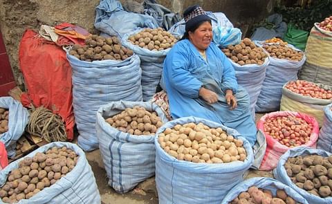 A partir del 2014, la papa boliviana abastecerá la comida rápida de su país A partir del 2014, la papa boliviana abastecerá la comida rápida de su país