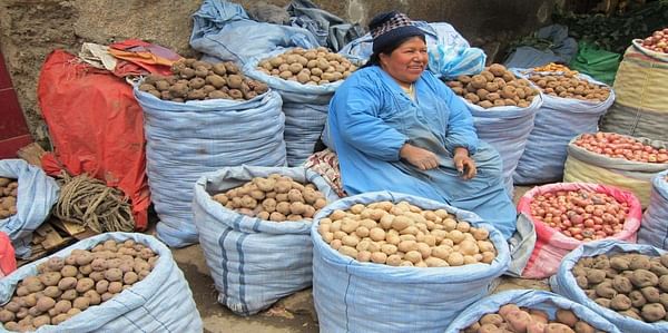  VENTA. Una comerciante ofrece una variedad de papas. - Olga Martha Montiel