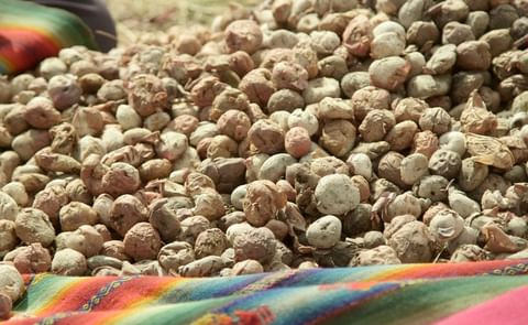 The Aymara people could lose their most dependable food source. The Aymara people could lose their most dependable food source.