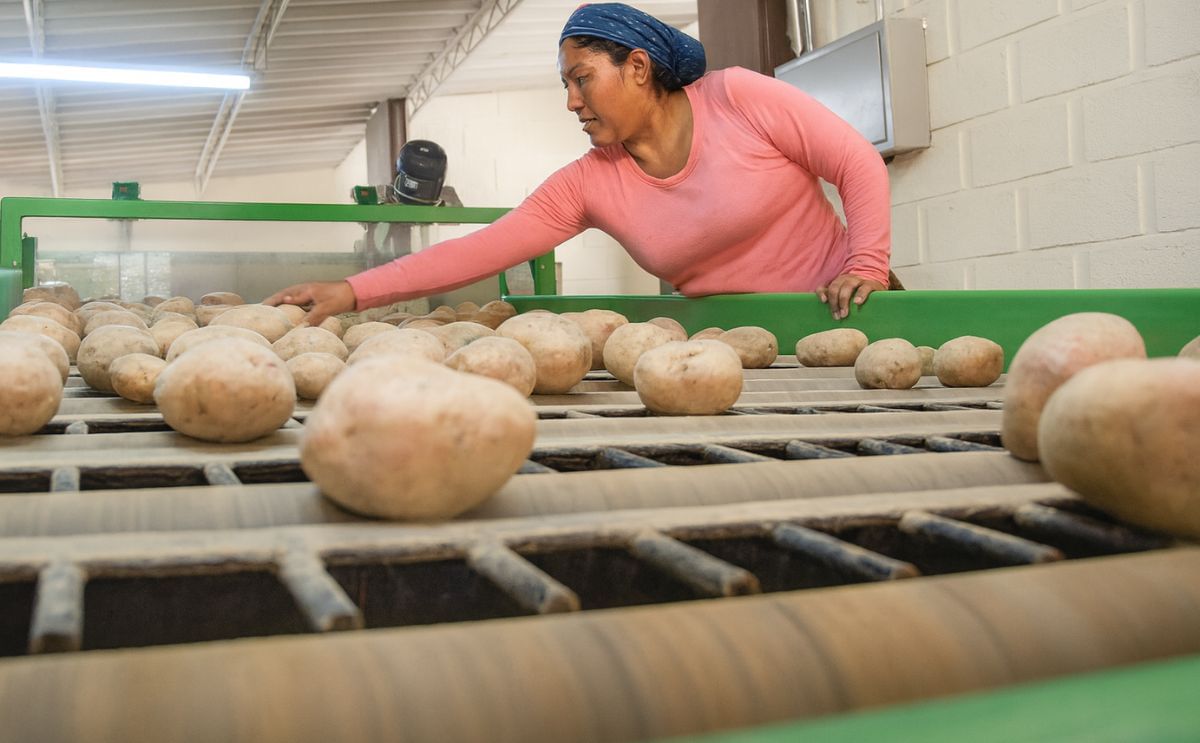 Tendencias del cultivo de la papa en Bolivia