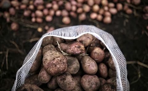 Papa colombiana (Cortesía: Colprensa) Papa colombiana (Cortesía: Colprensa)