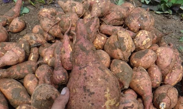 En busca de nuevos mercados, Colombia inicia exportación de batata a Holanda