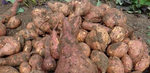 En busca de nuevos mercados, Colombia inicia exportación de batata a Holanda