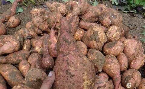 La producción es de 50 toneladas y las otras 25 serían comercializadas en el mercado local. (Cortesía: Agrosavia)
La producción es de 50 toneladas y las otras 25 serían comercializadas en el mercado local. (Cortesía: Agrosavia)