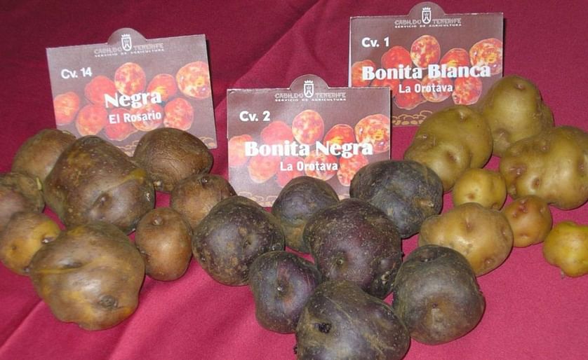 Bonita Negra potato varieties