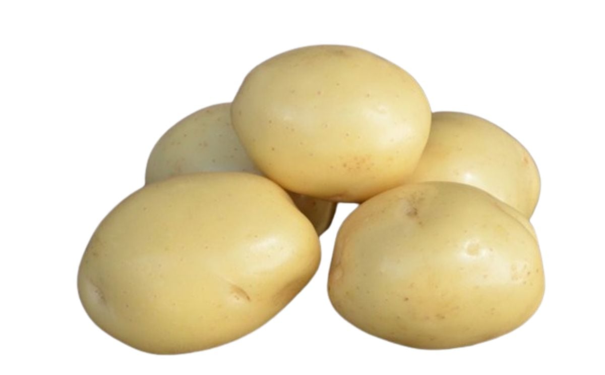 BONNATA KWS BONNATA KWS