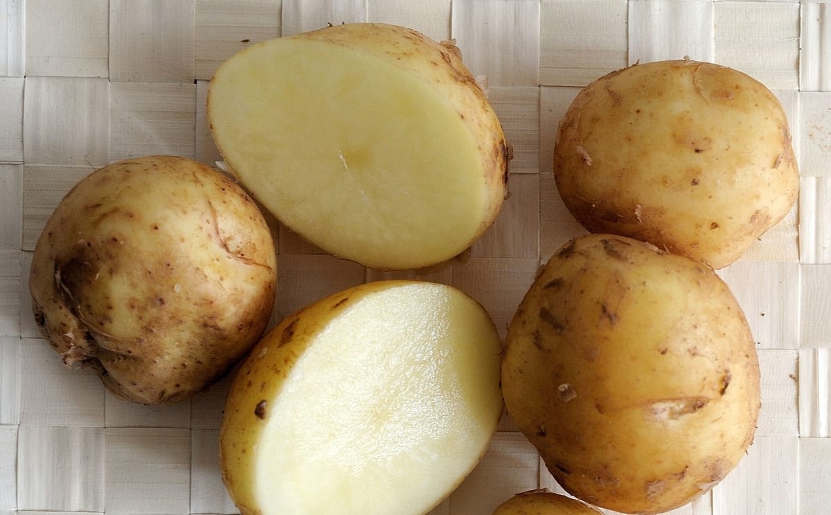 Bonnotte de Noirmoutier potatoes return to market as heavy winter rains and changing weather conditions challenge this year’s harvest.