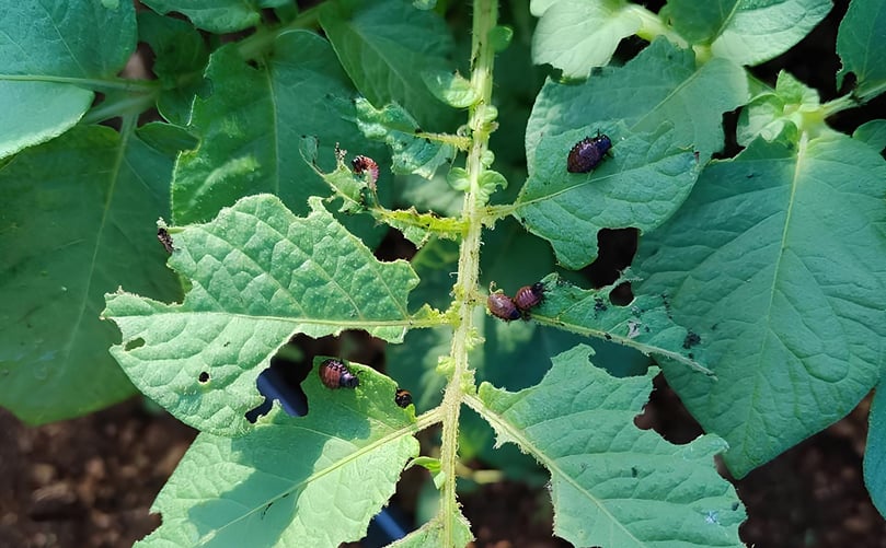 Tanto las larvas como los adultos se alimentan exclusivamente del tejido foliar de la patata. Tanto las larvas como los adultos se alimentan exclusivamente del tejido foliar de la patata.
