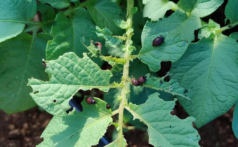 Tanto las larvas como los adultos se alimentan exclusivamente del tejido foliar de la patata.