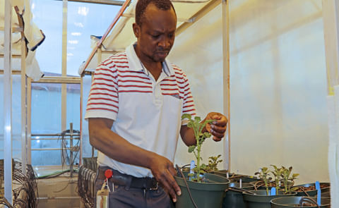 Dr. Bourlaye Fofana oversees plant growth in the Harrington Research Farm greenhouse on PEI. Dr. Bourlaye Fofana oversees plant growth in the Harrington Research Farm greenhouse on PEI.