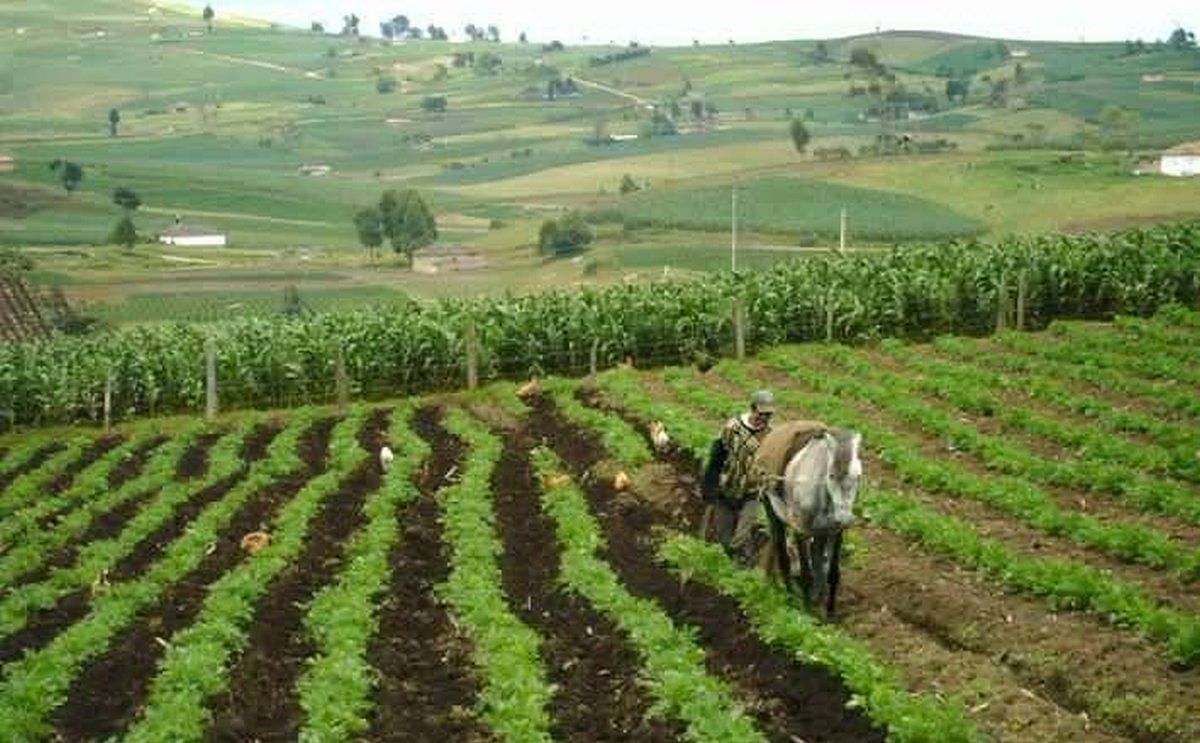 Colombia: Cae la producción de papa en Boyacá por intensa sequía