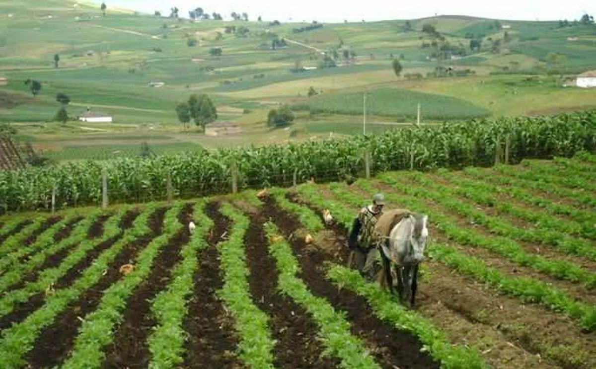 Colombia: Cae la producción de papa en Boyacá por intensa sequía Colombia: Cae la producción de papa en Boyacá por intensa sequía