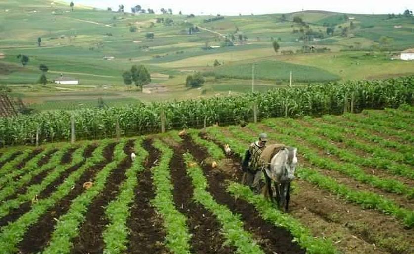 Colombia: Cae la producción de papa en Boyacá por intensa sequía