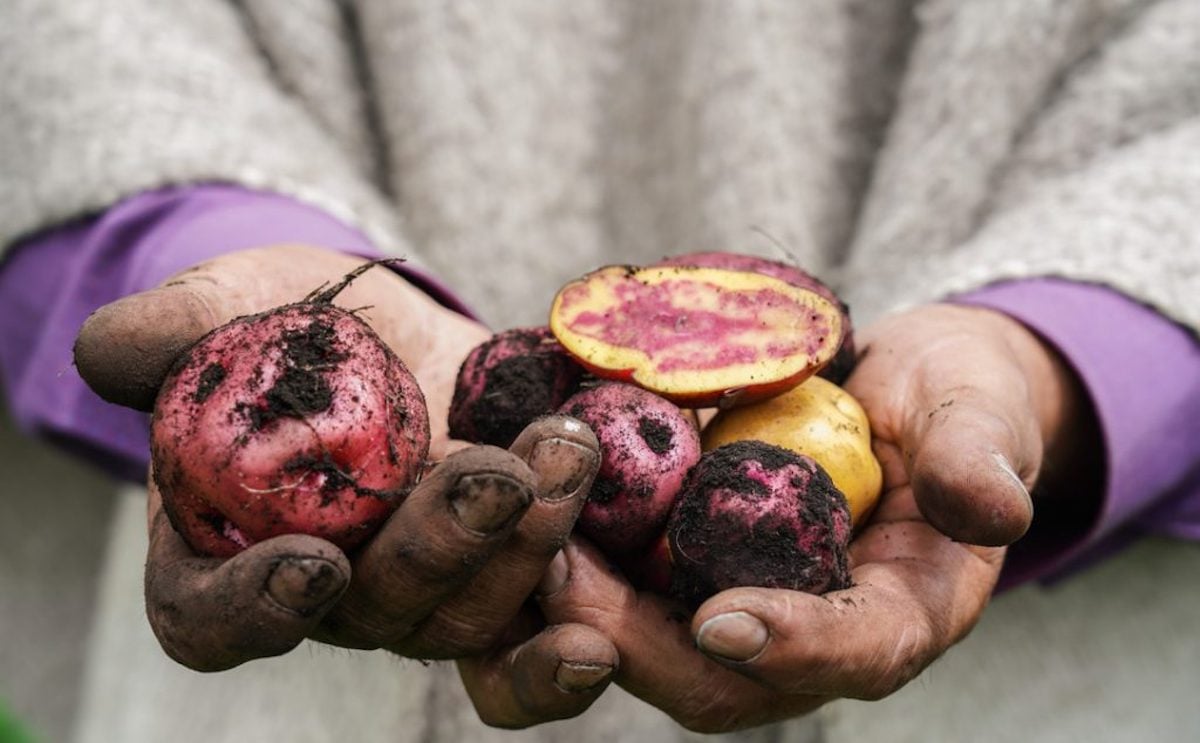 Colombia: Papas nativas de Boyacá retoma importancia. Colombia: Papas nativas de Boyacá retoma importancia.