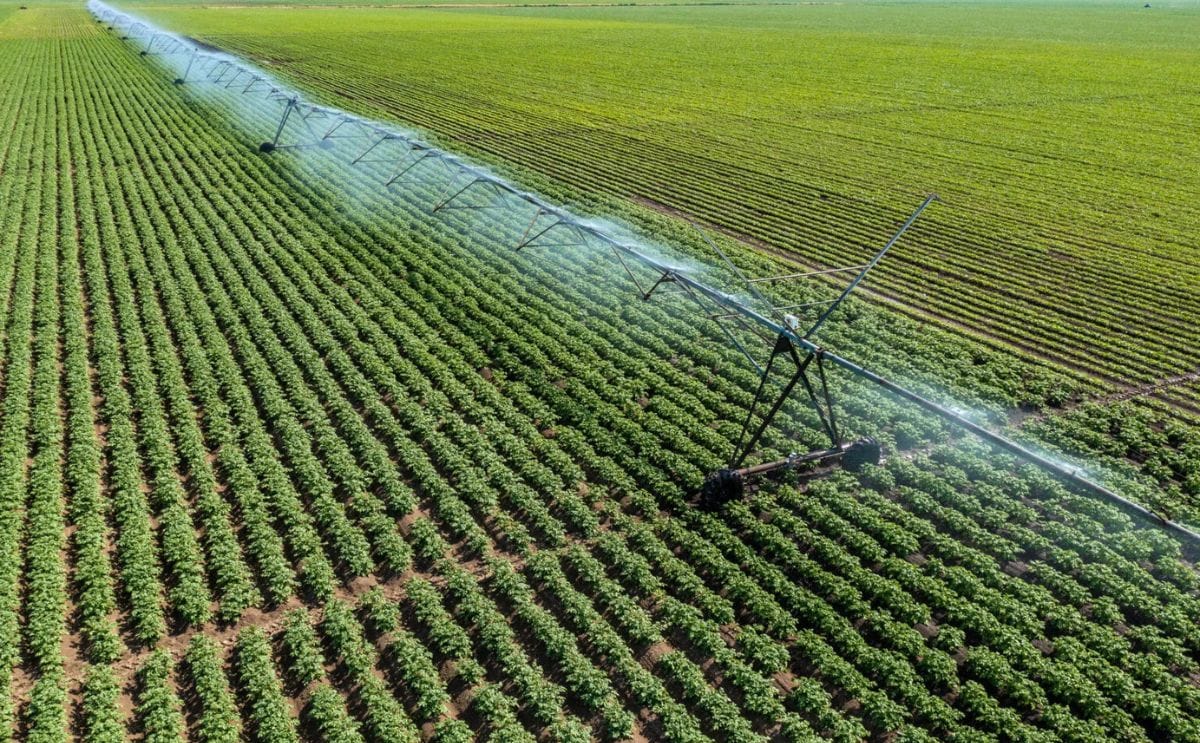 La oferta regional y la calidad están marcando los precios de la papa en Brasil La oferta regional y la calidad están marcando los precios de la papa en Brasil