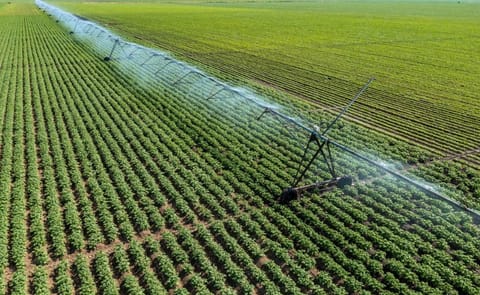 Irrigation of potato field Irrigation of potato field
