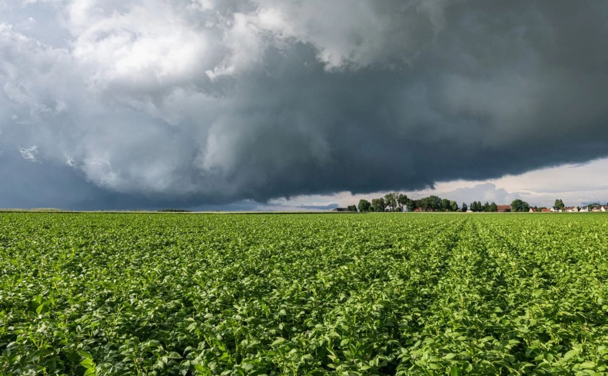 La cosecha 2026 en Brasil estará marcada por lluvias irregulares y mayores riesgos sanitarios y hídricos para el cultivo de papa.