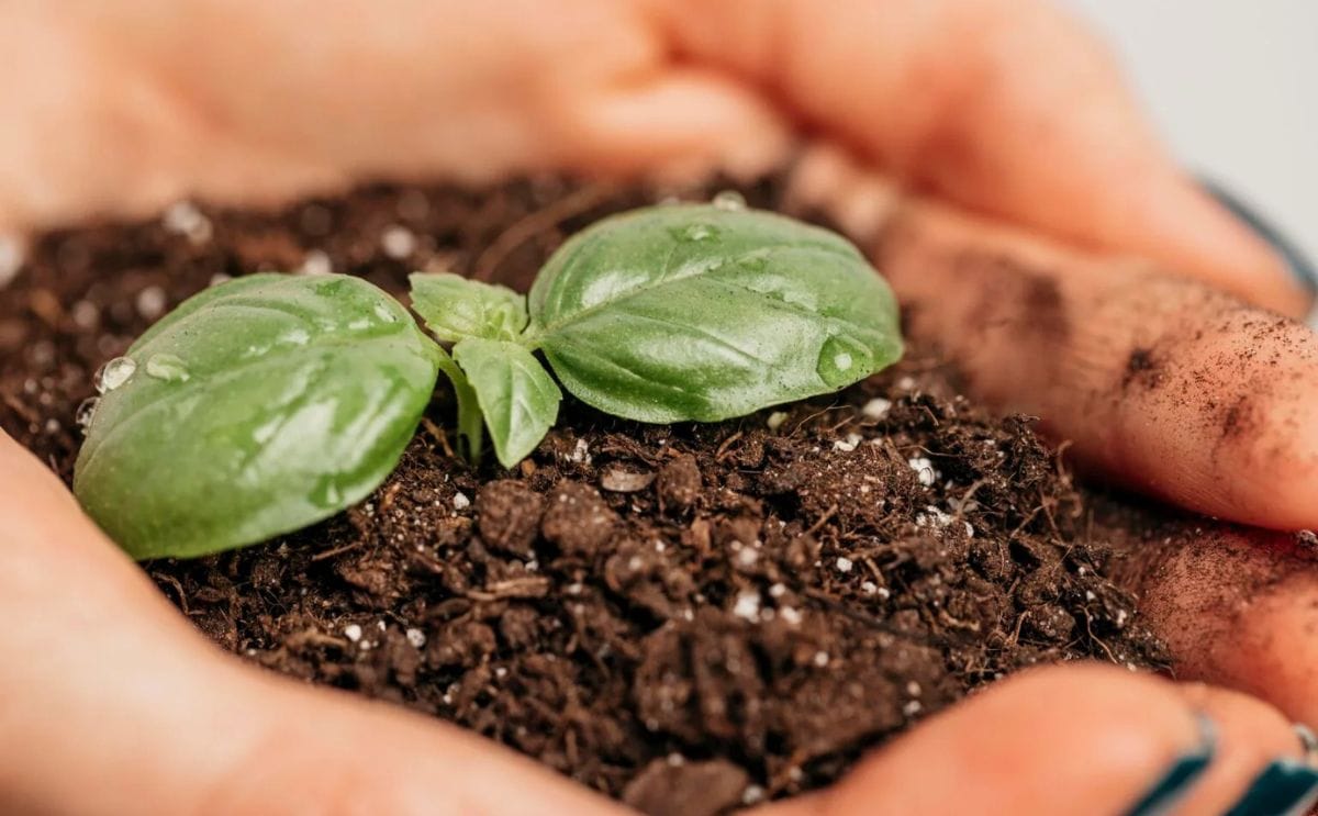 La cosecha de invierno de papa en Brasil aumenta la oferta y modera los precios de los alimentos, mientras los avances en bioinsumos e infraestructura de fertilizantes reflejan cambios más amplios en la producción y los mercados agrícolas.
