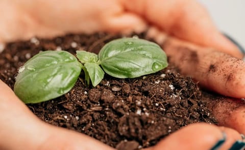 La cosecha de invierno de papa en Brasil aumenta la oferta y modera los precios de los alimentos, mientras los avances en bioinsumos e infraestructura de fertilizantes reflejan cambios más amplios en la producción y los mercados agrícolas. La cosecha de invierno de papa en Brasil aumenta la oferta y modera los precios de los alimentos, mientras los avances en bioinsumos e infraestructura de fertilizantes reflejan cambios más amplios en la producción y los mercados agrícolas.