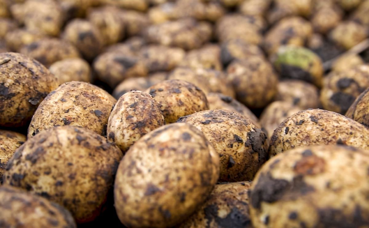 Brexit to revitalise Ireland’s seed potato sector