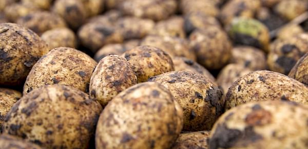 Brexit to revitalise Ireland’s seed potato sector