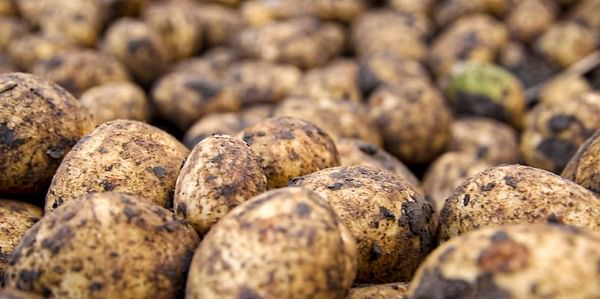 Brexit to revitalise Ireland’s seed potato sector