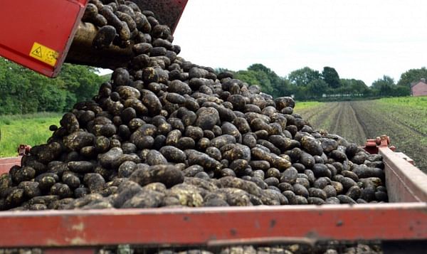 Brexit: UK potatoes delisted from Polish supermarket