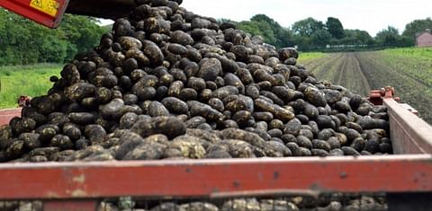 Brexit: UK potatoes delisted from Polish supermarket