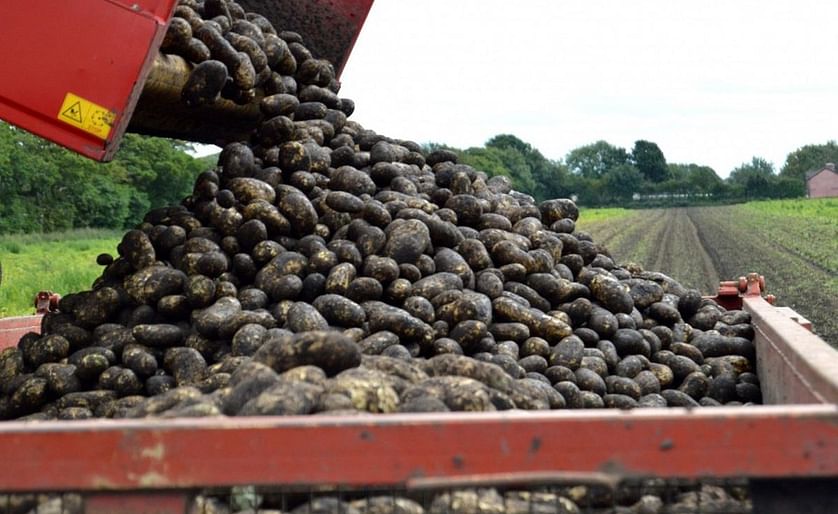 British potato exporters left in the lurch as Biedronka calls time on UK potatoes due to fears of no-deal Brexit.