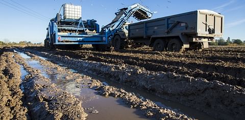 British potato production up as growers win battle with the weather