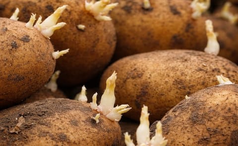 Great Britain is looking forward to increased seed potato exports to Cuba Great Britain is looking forward to increased seed potato exports to Cuba