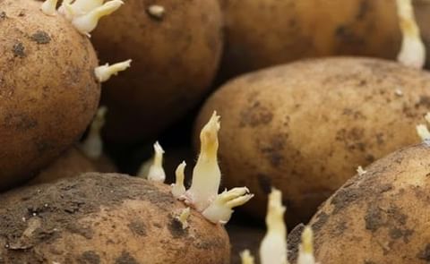 Great Britain is looking forward to increased seed potato exports to Cuba Great Britain is looking forward to increased seed potato exports to Cuba