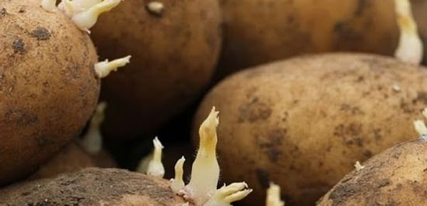 British Seed Potatoes
