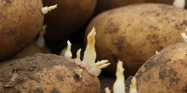 British Seed Potatoes