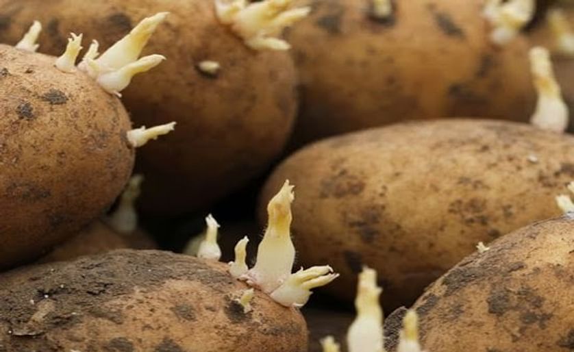 Great Britain is looking forward to increased seed potato exports to Cuba