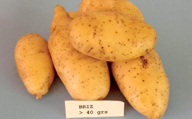 Variedad Briz Variedad Briz