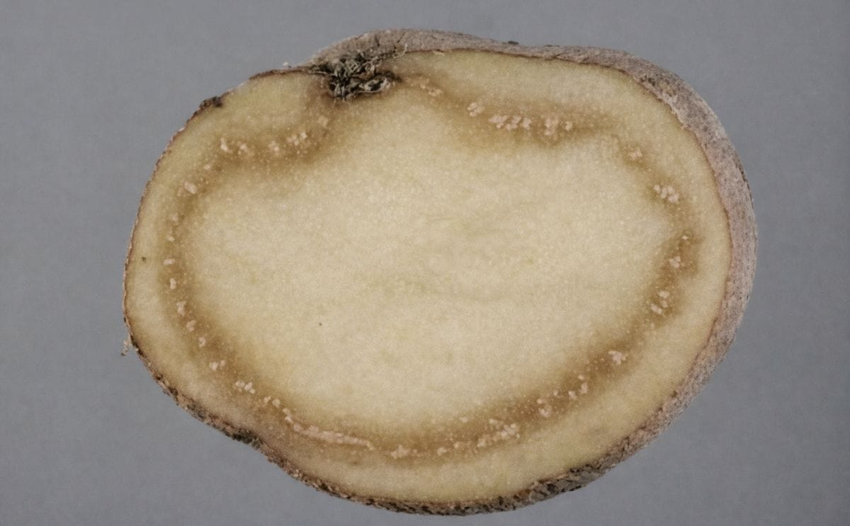 Brown rot infected potato (Courtesy: Potato Council) Brown rot infected potato (Courtesy: Potato Council)