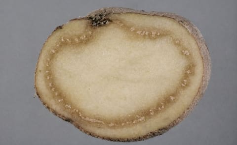 Russia threatens to restrict potato import from India Russia threatens to restrict potato import from India