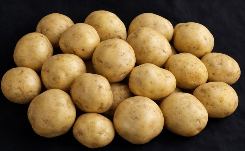 Harvested BRS F21 potato tubers bred for productivity, processing quality, and disease resistance. Harvested BRS F21 potato tubers bred for productivity, processing quality, and disease resistance.
