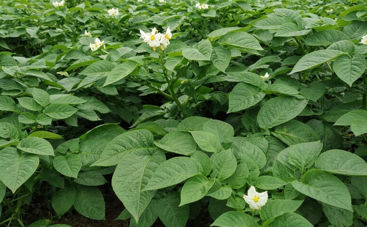 Planta de papa saludable creciendo en el campo bajo prácticas de cultivo sostenibles Planta de papa saludable creciendo en el campo bajo prácticas de cultivo sostenibles